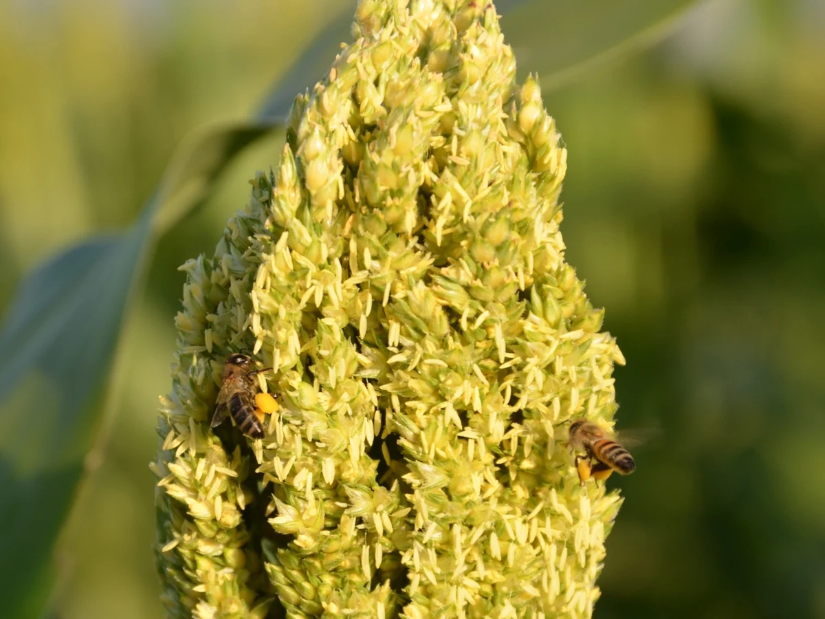 Bienen auf einer blühenden Sorghumrispe in Südäthiopien